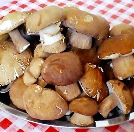 דירה Sunce Morović