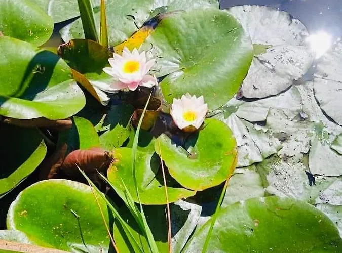 Sunce Apartman Marót